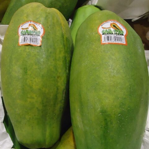 Carica papaya "Maradol"