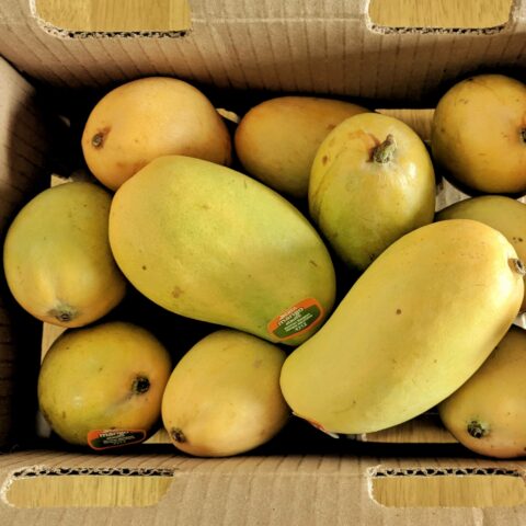 Mangifera indica "Ataulfo"