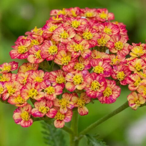 Achillea millefolium "Tricolor"