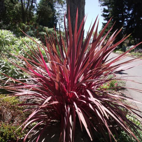Cordyline banksii "Electric Pink"