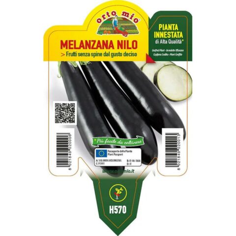 Melanzana lunga "Nilo F1" innestata