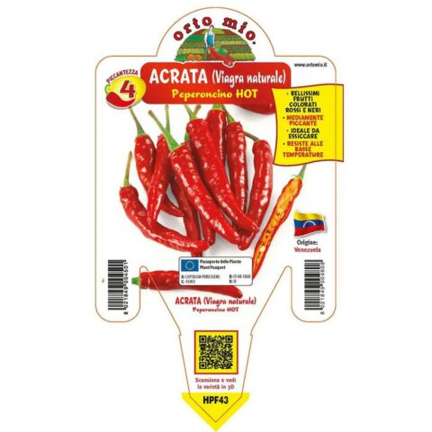 Peperoncino piccante"Acrata" o "viagra naturale"