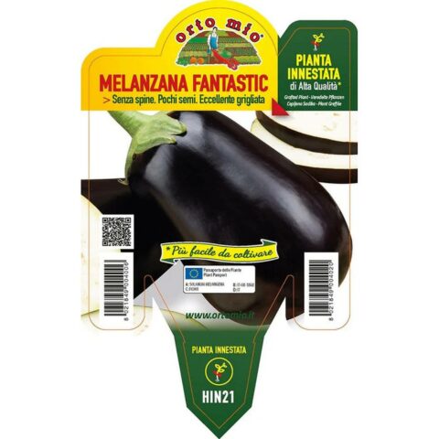 Melanzana ovale "Fantastic F1" innestata