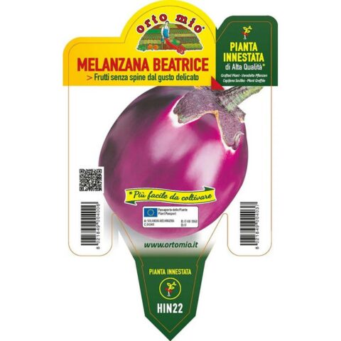 Melanzana lilla "Beatrice F1" innestata