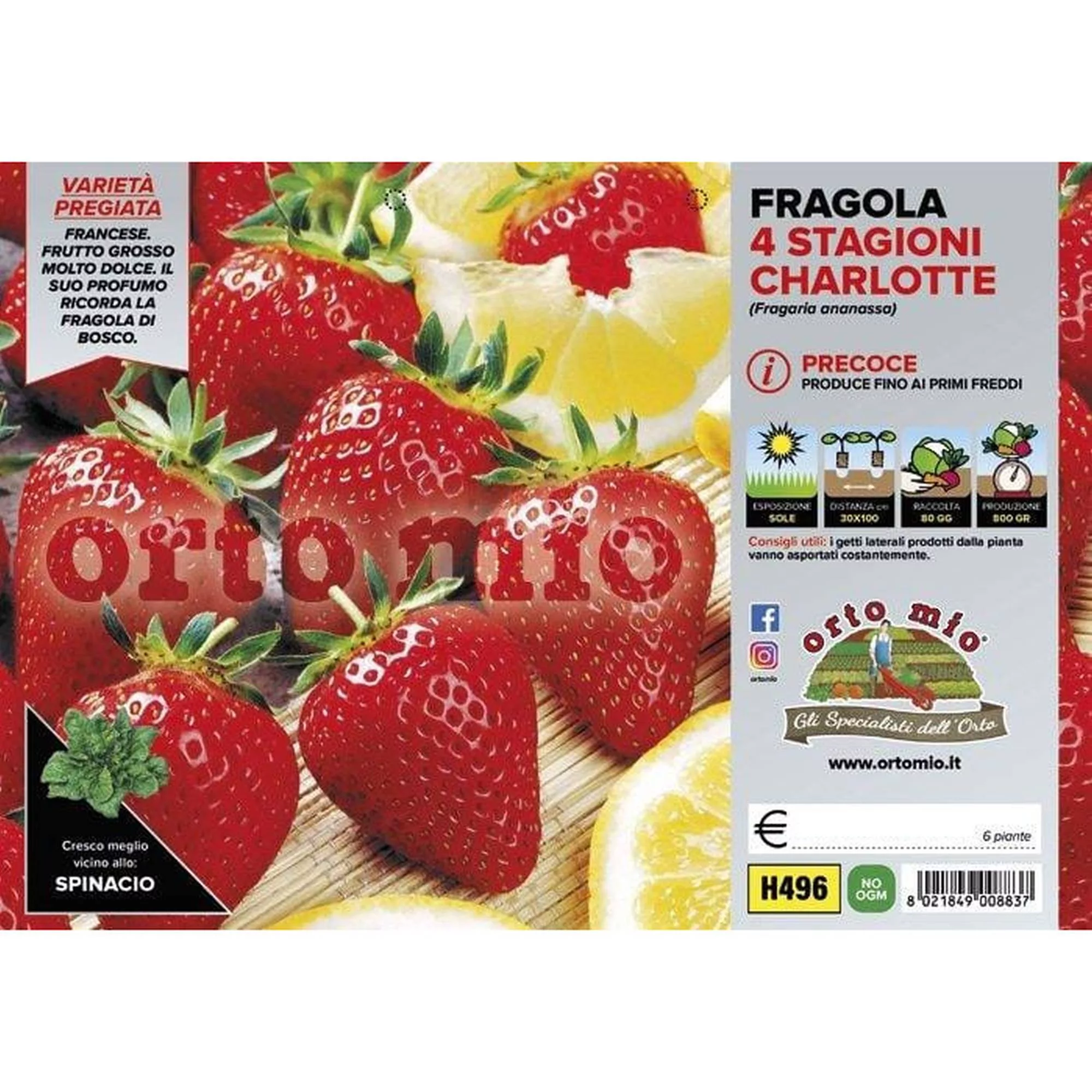 Fragola Rifiorente "Charlotte"