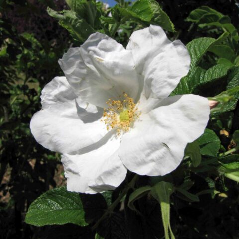 Rugosa Alba