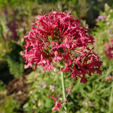 Centranthus ruber "Coccineus"