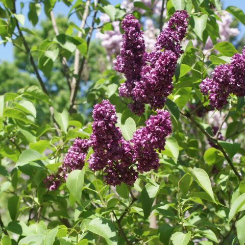 Syringa vulgaris "Charles Joly"