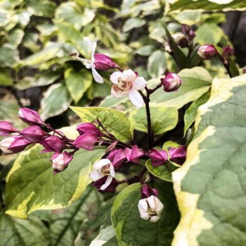 Clerodendrum trichotomum "Carnival"