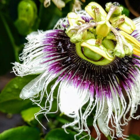 Passiflora edulis f. flavicarpa