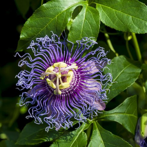 Passiflora "Incense"