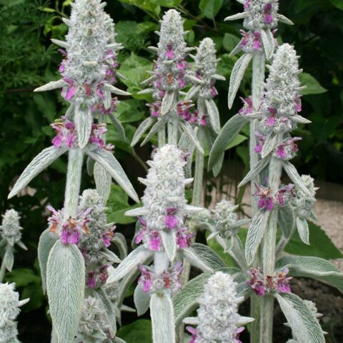Stachys byzantina