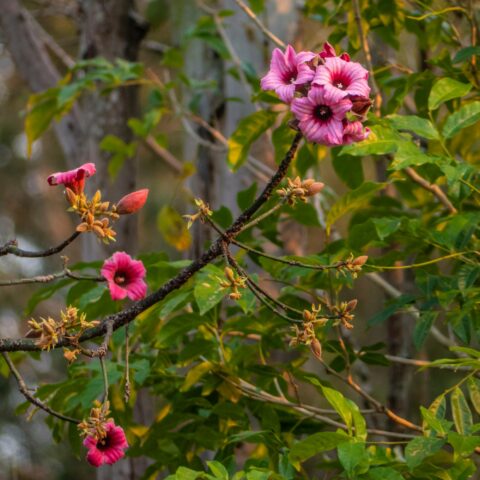 Brachychiton discolor