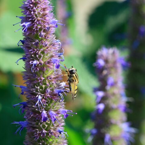Agastache "Blue Fortune"
