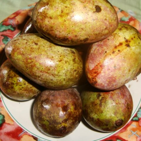 Mangifera casturi