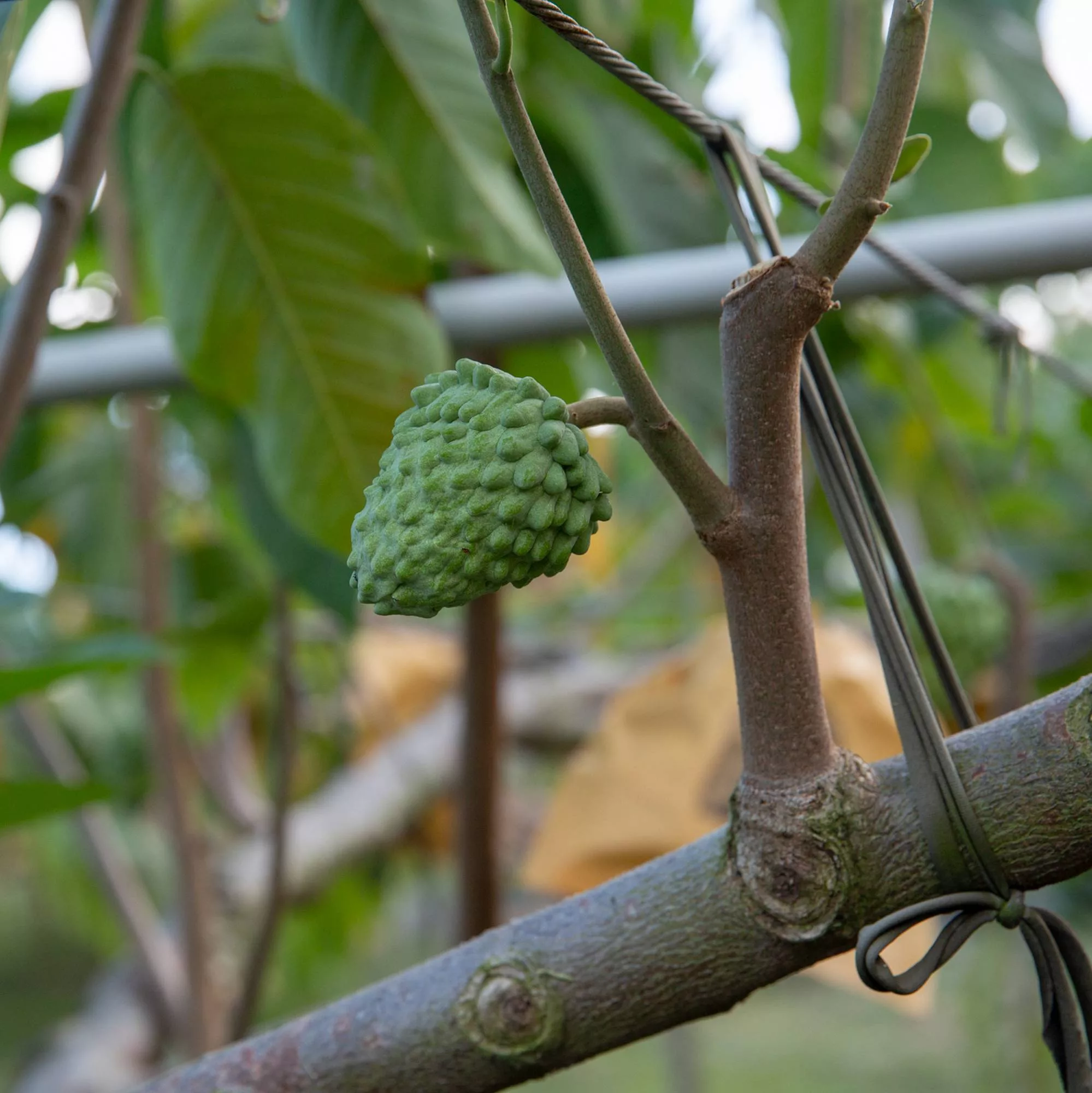 Annona x atemoya "Pink's Mammoth"