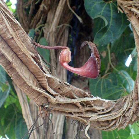 Aristolochia leuconeura