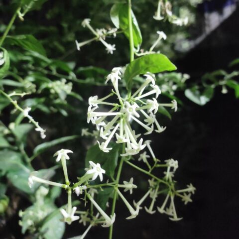 Cestrum nocturnum