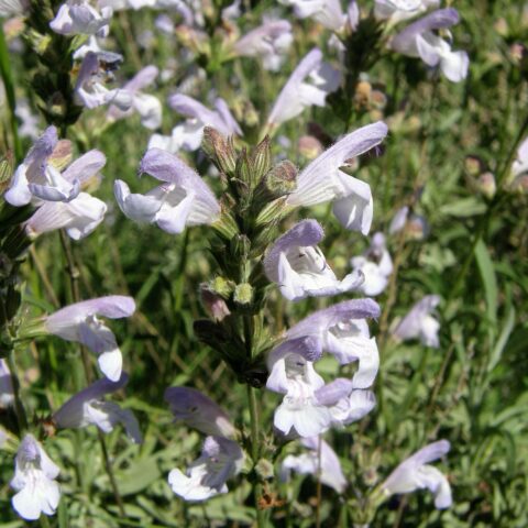 Salvia lavandulifolia