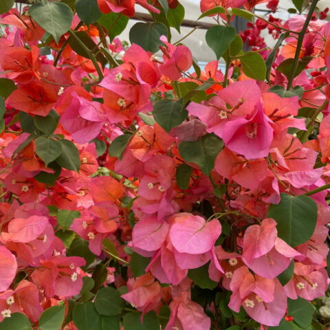 Bougainvillea "Scarlett O'Hara"