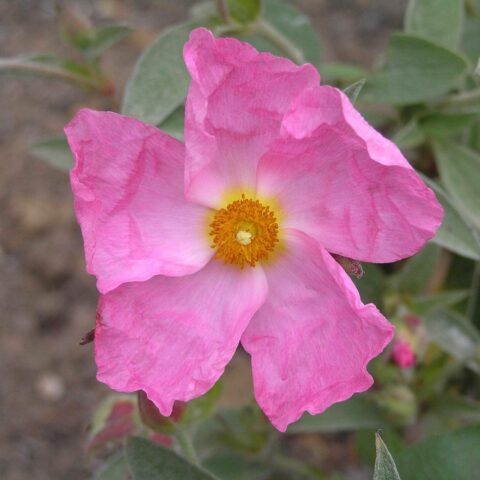 Cistus x argenteus "Silver Pink"
