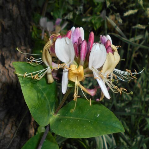 Lonicera periclymenum "Serotina"