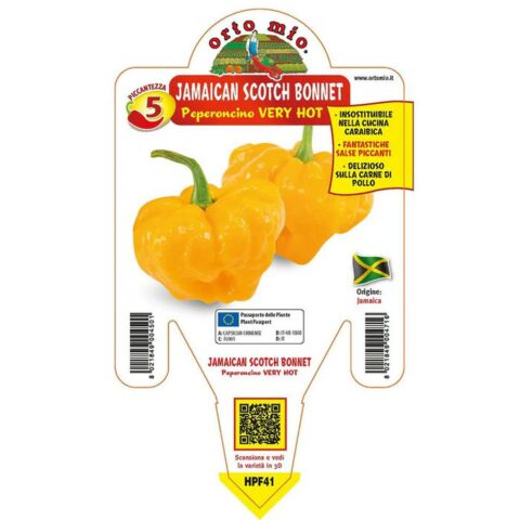 Peperoncino piccante "Scotch Bonnet"