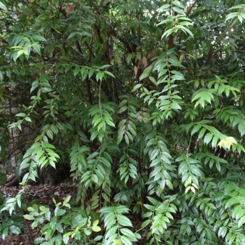 Agarista populifolia