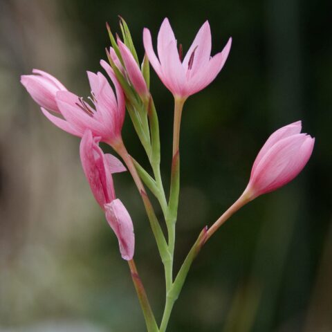 Schizostylis coccinea "Mrs Hegarty"