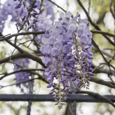 Wisteria sinensis "Caroline"