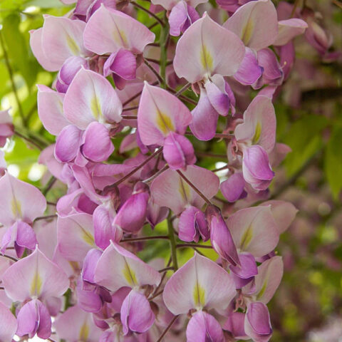 Wisteria floribunda "Honbeni"
