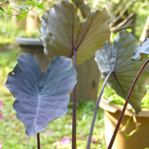 Colocasia esculenta "Black Magic"