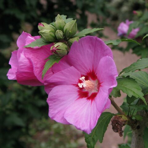 Hibiscus syriacus "Woodbridge"