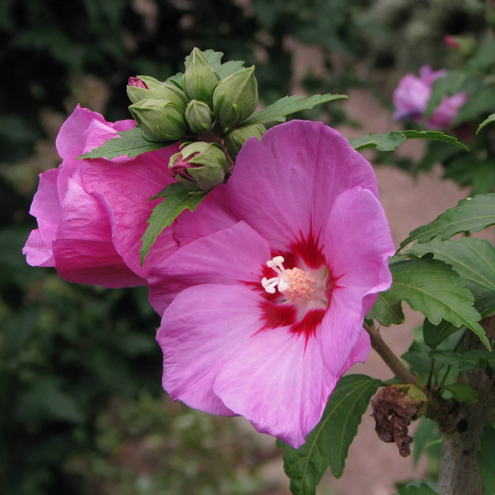 Hibiscus syriacus "Woodbridge"