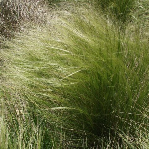 Stipa ichu