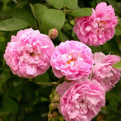 Banksiae Rosea