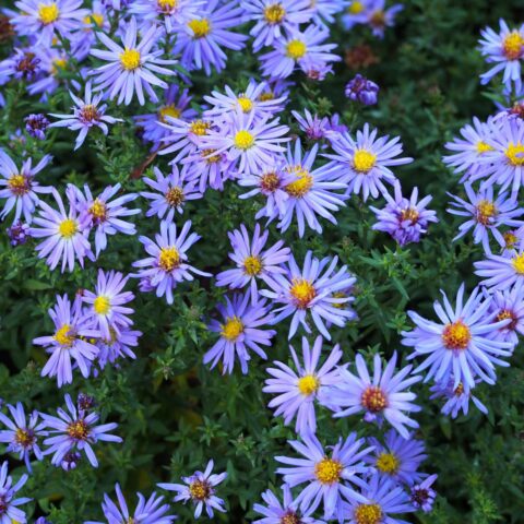 Aster dumosus "Lady in Blue"