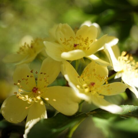 Banksiae Lutescens