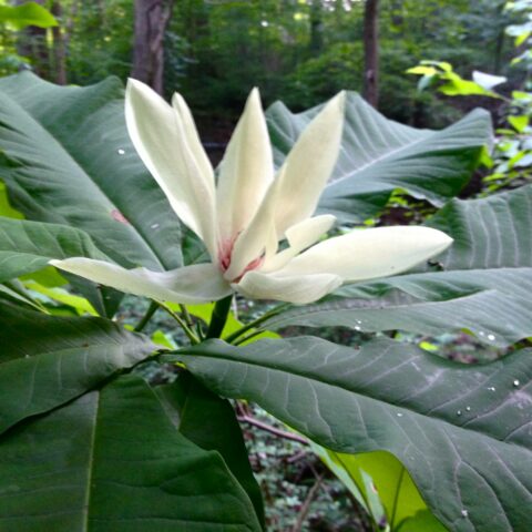 Magnolia tripetala