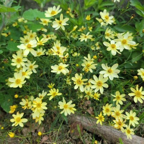 Coreopsis verticillata "Moonbeam"