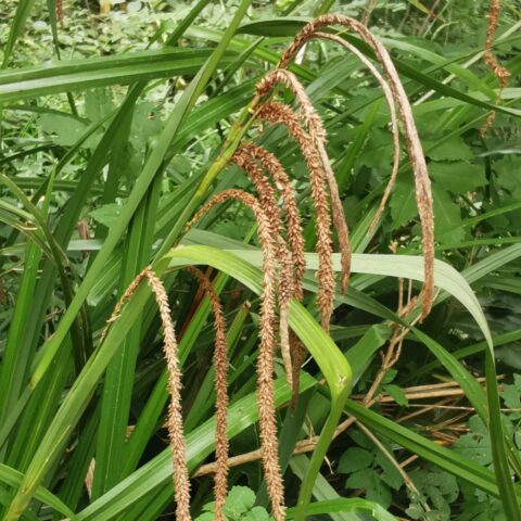 Carex pendula