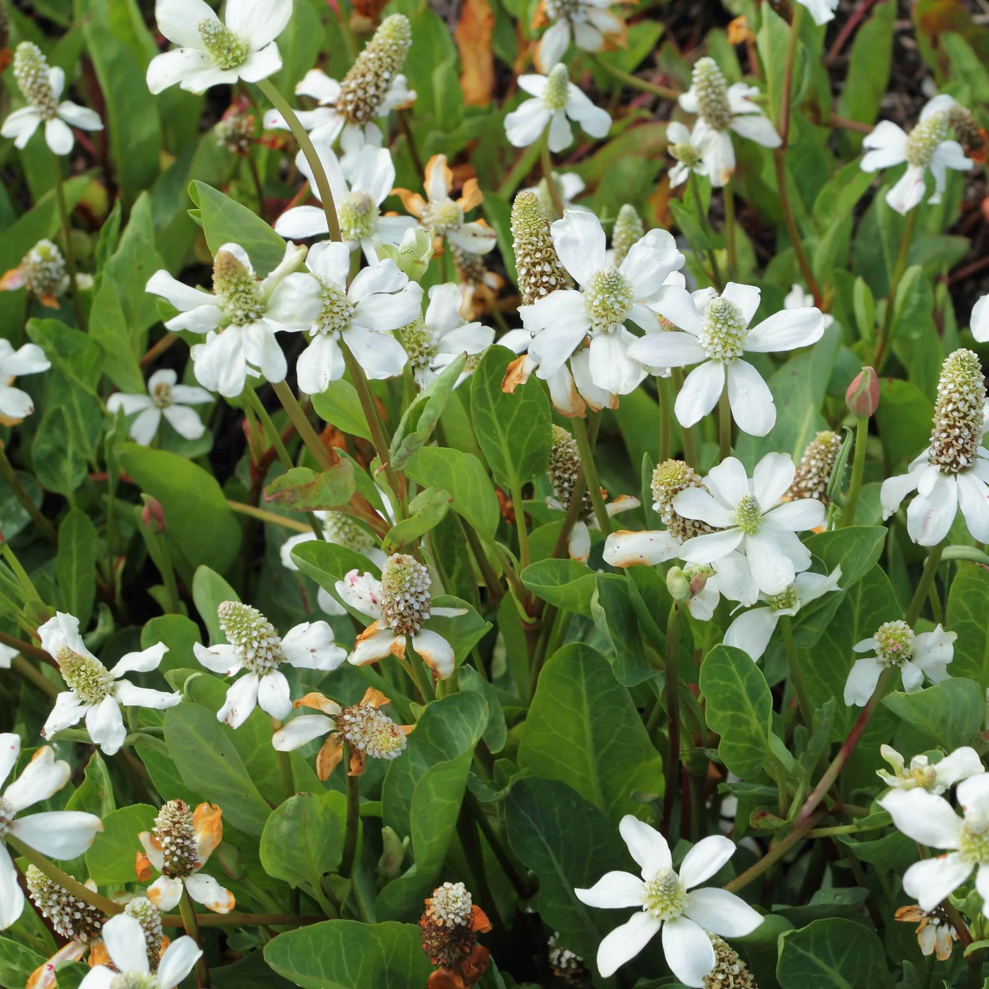Anemopsis californica