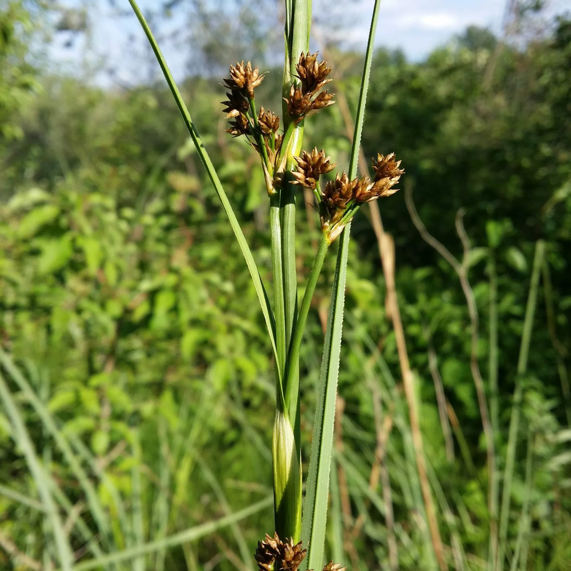 Cladium mariscus