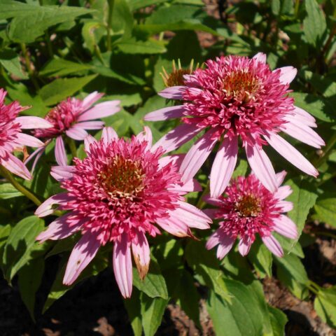 Echinacea purpurea "Butterfly Kisses"