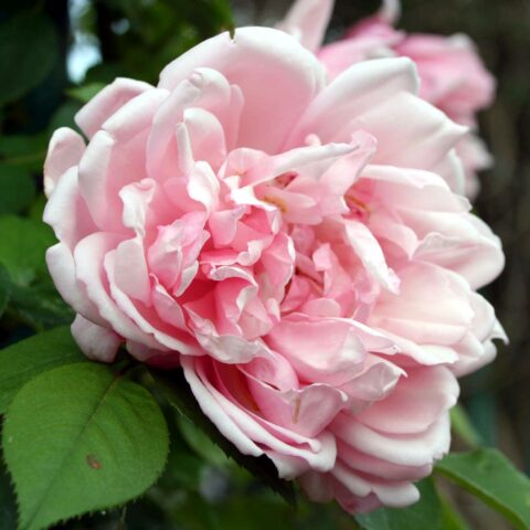 Albertine