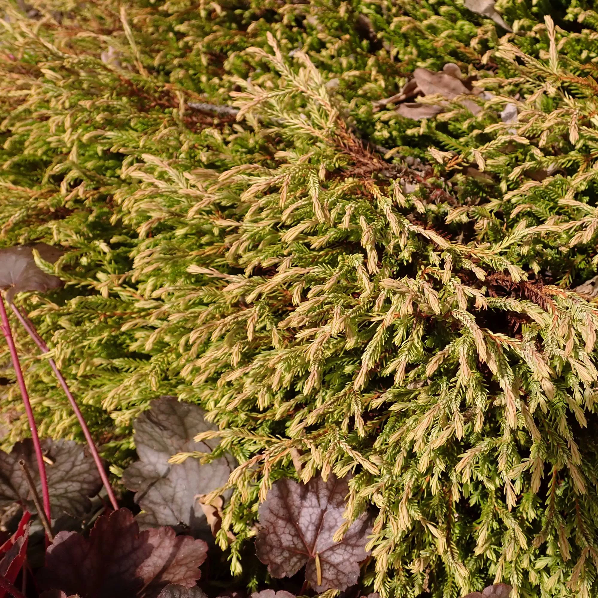 Thuja occidentalis "Golden Tuffet"