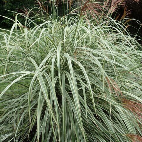 Miscanthus sinensis "Variegatus"
