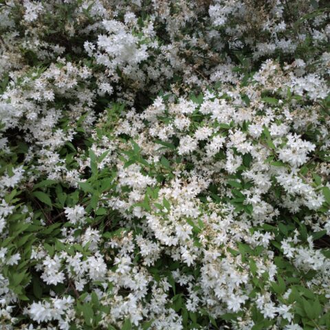 Deutzia gracilis