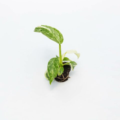 Philodendron "Jose Buono" Baby Plant