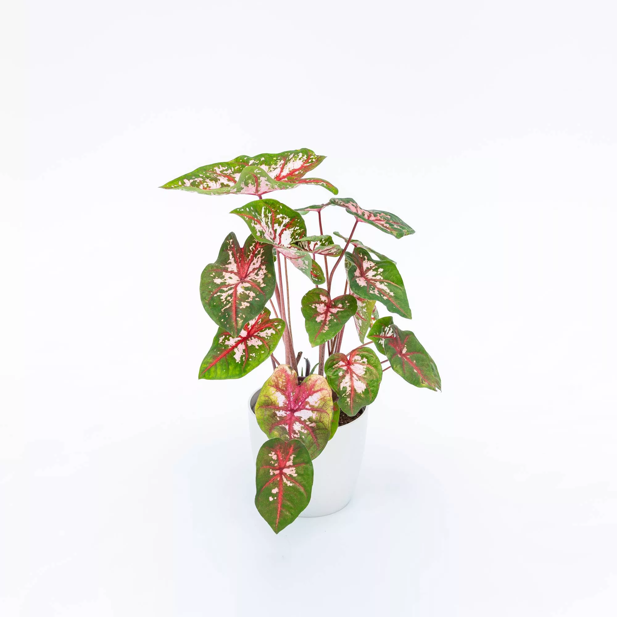Caladium "Carolyn Whorton"